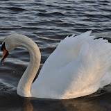 DSC_0181.JPG