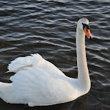DSC_0218.JPG