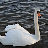 DSC_0219.JPG