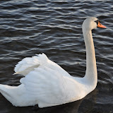 DSC_0223.JPG