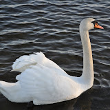 DSC_0222.JPG