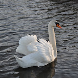 DSC_0239.JPG
