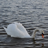 DSC_0263.JPG
