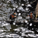 DSC_0109.JPG