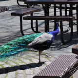 DSC_0005.JPG