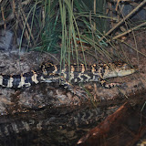 DSC_0026.JPG