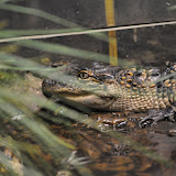 DSC_0028.JPG