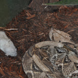 DSC_0031.JPG