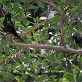 DSC_0137.JPG