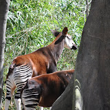 DSC_0184.JPG