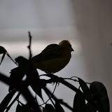 DSC_0265.JPG
