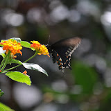 DSC_0272.JPG