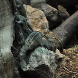 DSC_0306.JPG