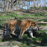 DSC_0383.JPG