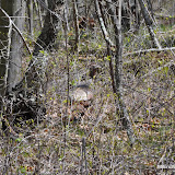 DSC_0467.JPG