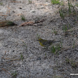 DSC_0522.JPG