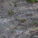 DSC_0524.JPG