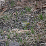 DSC_0527.JPG