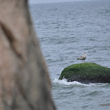 DSC_0709.JPG