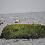 DSC_0618.JPG