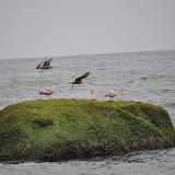 DSC_0620.JPG