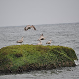 DSC_0621.JPG