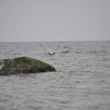 DSC_0624.JPG