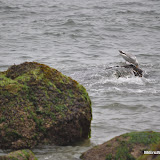 DSC_0653.JPG