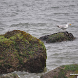 DSC_0658.JPG