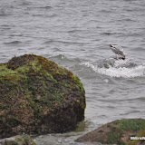 DSC_0660.JPG