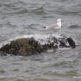 DSC_0664.JPG