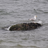 DSC_0667.JPG