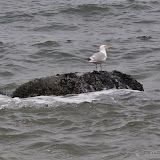 DSC_0674.JPG
