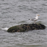 DSC_0679.JPG