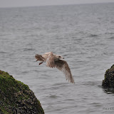 DSC_0755.JPG