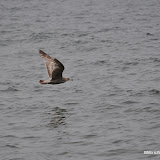 DSC_0762.JPG