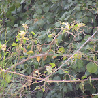 IMG_0148.JPG