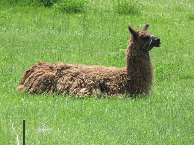 IMG_3272.JPG