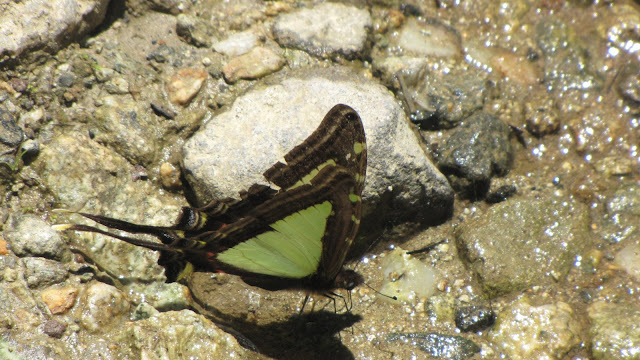 IMG_9087.JPG