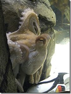 220px-Oktopus-Orakel_Paul_mit_Schuh