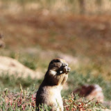 Prarie dogs at Rabbit Mtn