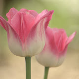 Flowers in my yard