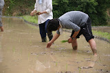 田が平らではないため、所々深い部分があり苦労した。
深いところは大きめの苗を植えたりする工夫が必要。
手で均してしっかりと根を田へ植え付ける