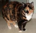 [calico cat[2].jpg]