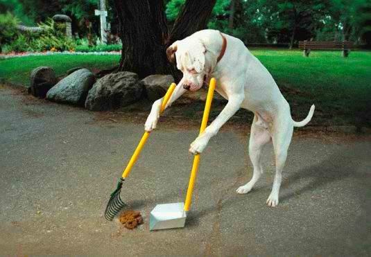 [dog-doing-his-own-chores[7].jpg]