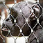 Chimpanzee