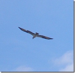 Osprey over Lake Arthur 5-7-115