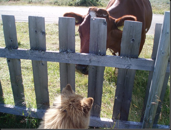 Milli og Nalle 009 Milli og Nalle 009