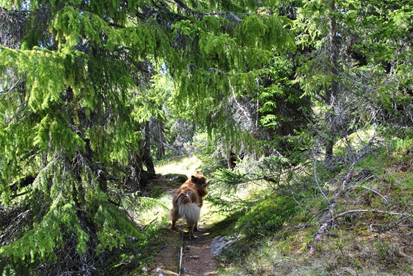 Blåfjell 057