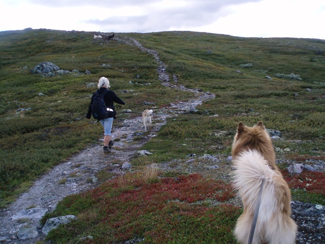 [Blåfjell 002[2].jpg]